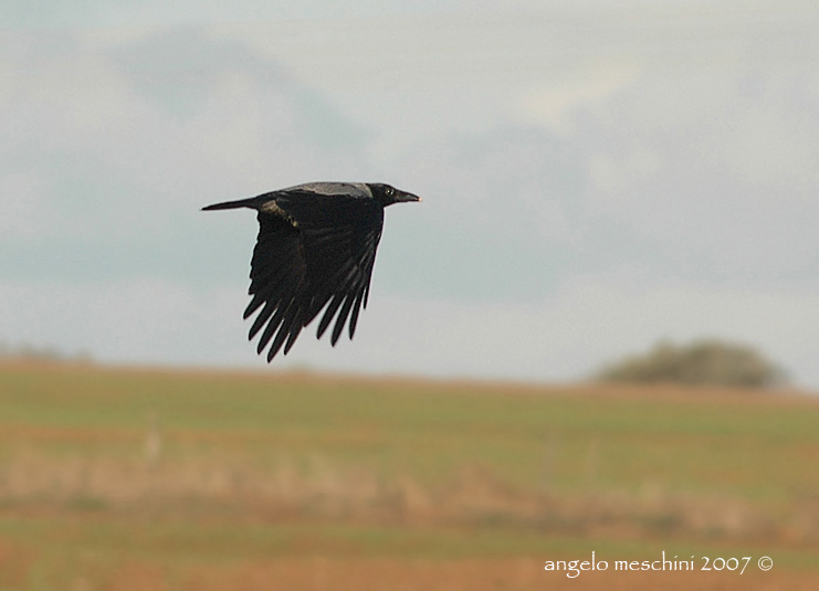Volo di Cornacchia grigia